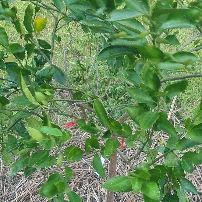Photo of the plant species Satsuma by @SaluteWormplant named Delilah on Greg, the plant care app