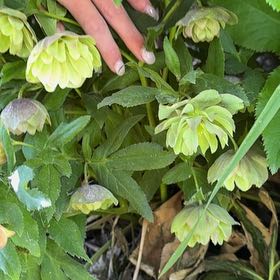 Photo of the plant species Bearsfoot Hellebore by @PrimoKeylime33 named Darwin on Greg, the plant care app