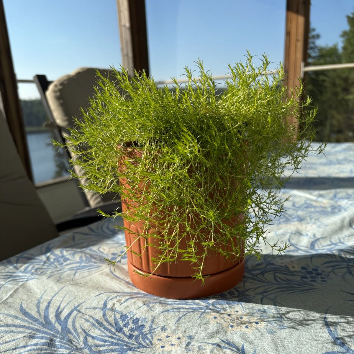 Photo of the plant species Scotch Moss by @BuffQueenstears named Scott on Greg, the plant care app