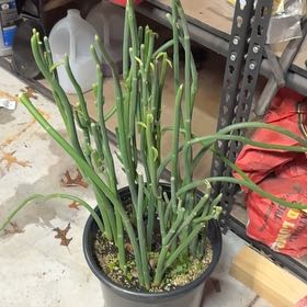 Photo of the plant species Pedilanthus macrocarpus by @ReverentBeebalm named Peter Parker on Greg, the plant care app