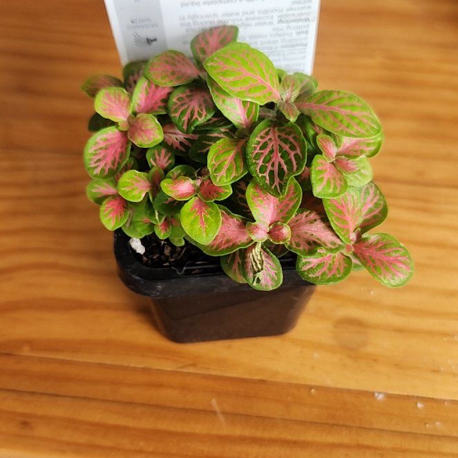 Photo of the plant species Nerve Plant 'Forest' by @ChicWoodruff named Elle on Greg, the plant care app