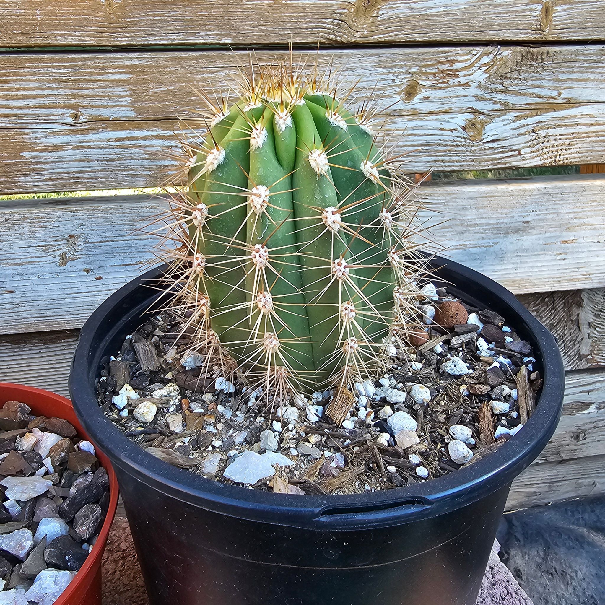 Photo of the plant species Trichocereus terscheckii by @Katfart named Khaleesi on Greg, the plant care app