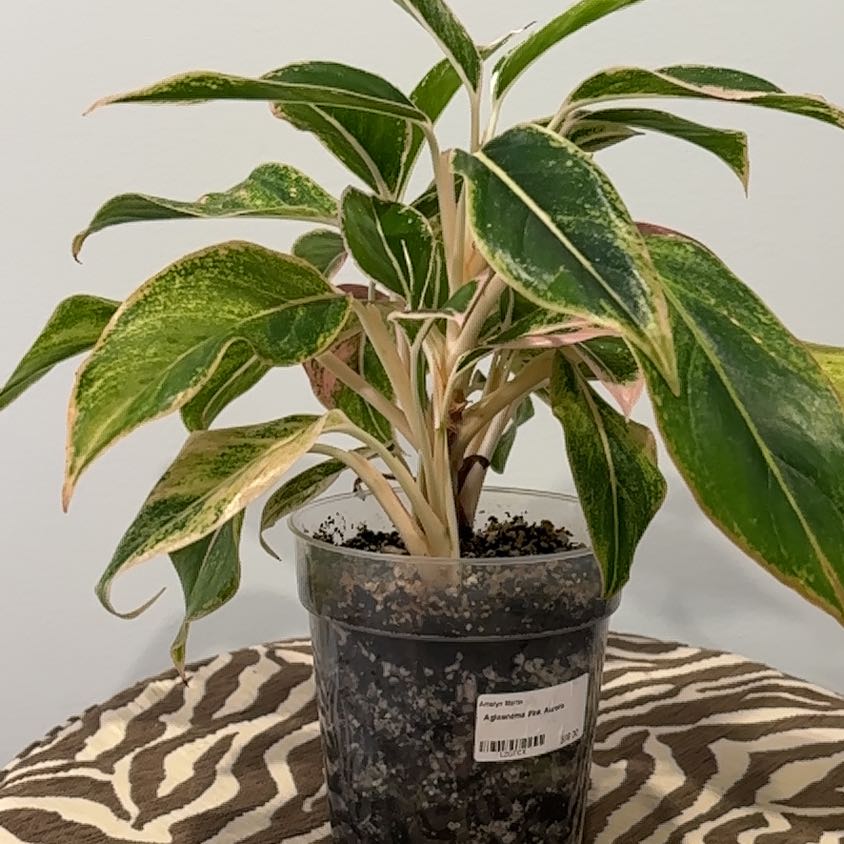 Photo of the plant species Pink Moon Chinese Evergreen by @CoopersMom named Lana on Greg, the plant care app