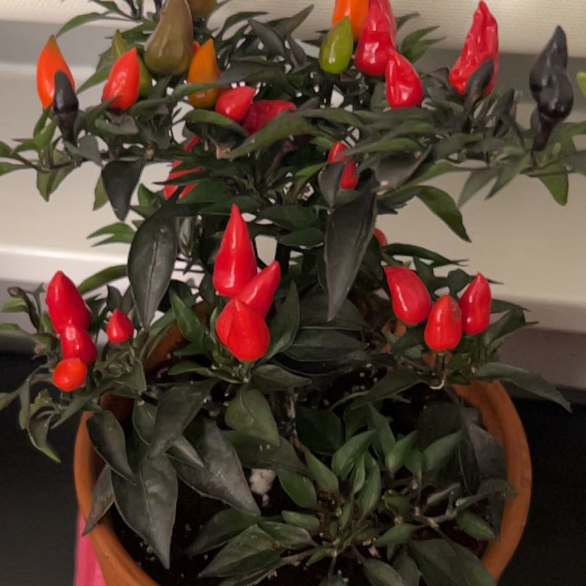 Photo of the plant species Capsicum 'Midnight Fire' by @CompleteKanna named Spike Leaves on Greg, the plant care app