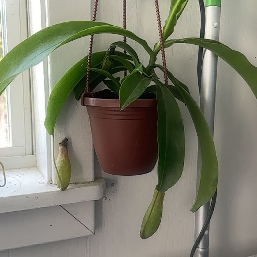 Photo of the plant species pitcher plant by @BestEnglishyew named Daphne on Greg, the plant care app