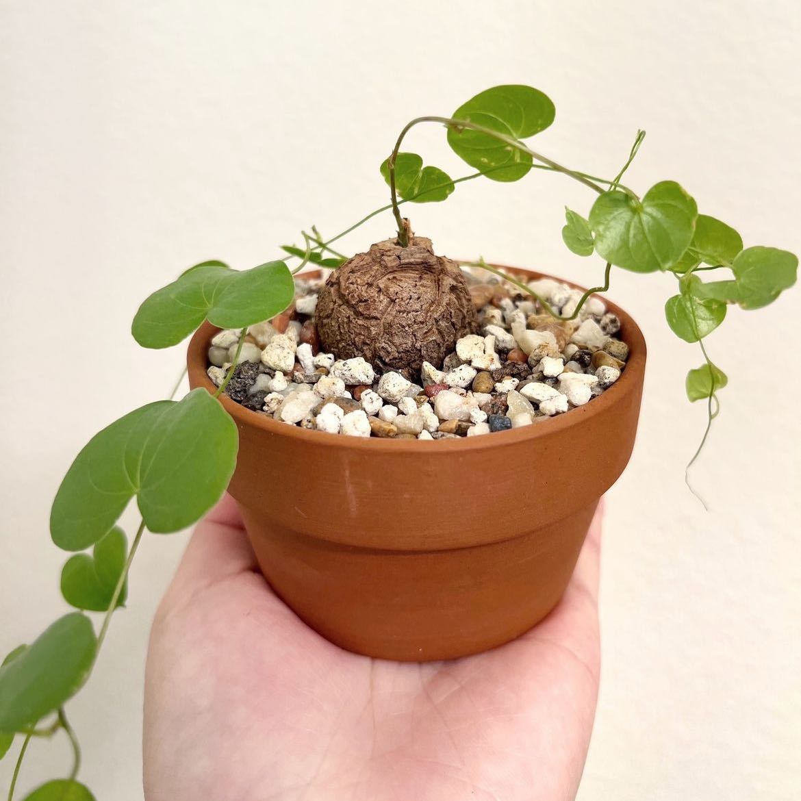Photo of the plant species African Tortoise Plant by @NeatBridalbroom named Dioscorea Elephantipes on Greg, the plant care app