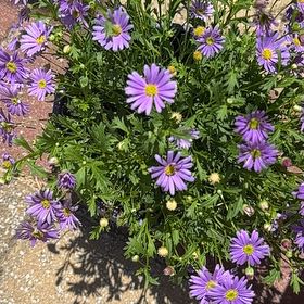 Photo of the plant species Hawkesbury Daisy by @ChiefSilversage named Curie on Greg, the plant care app