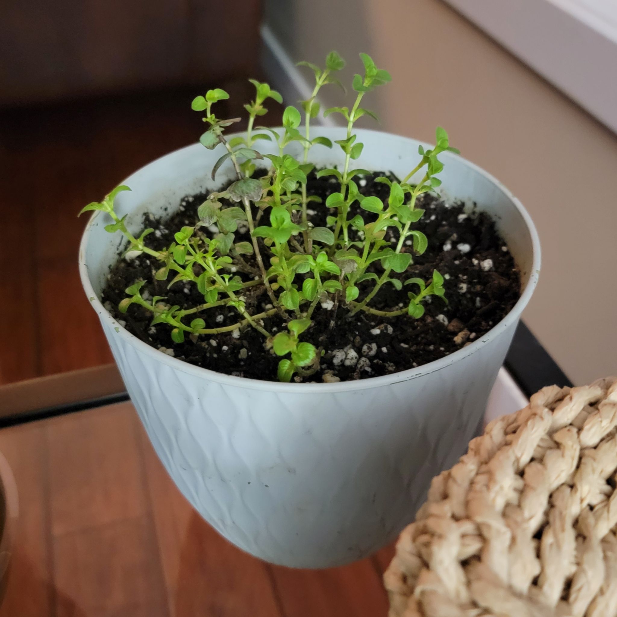 Photo of the plant species Ornamental Oregano by @StarSedumsunset named Prince on Greg, the plant care app