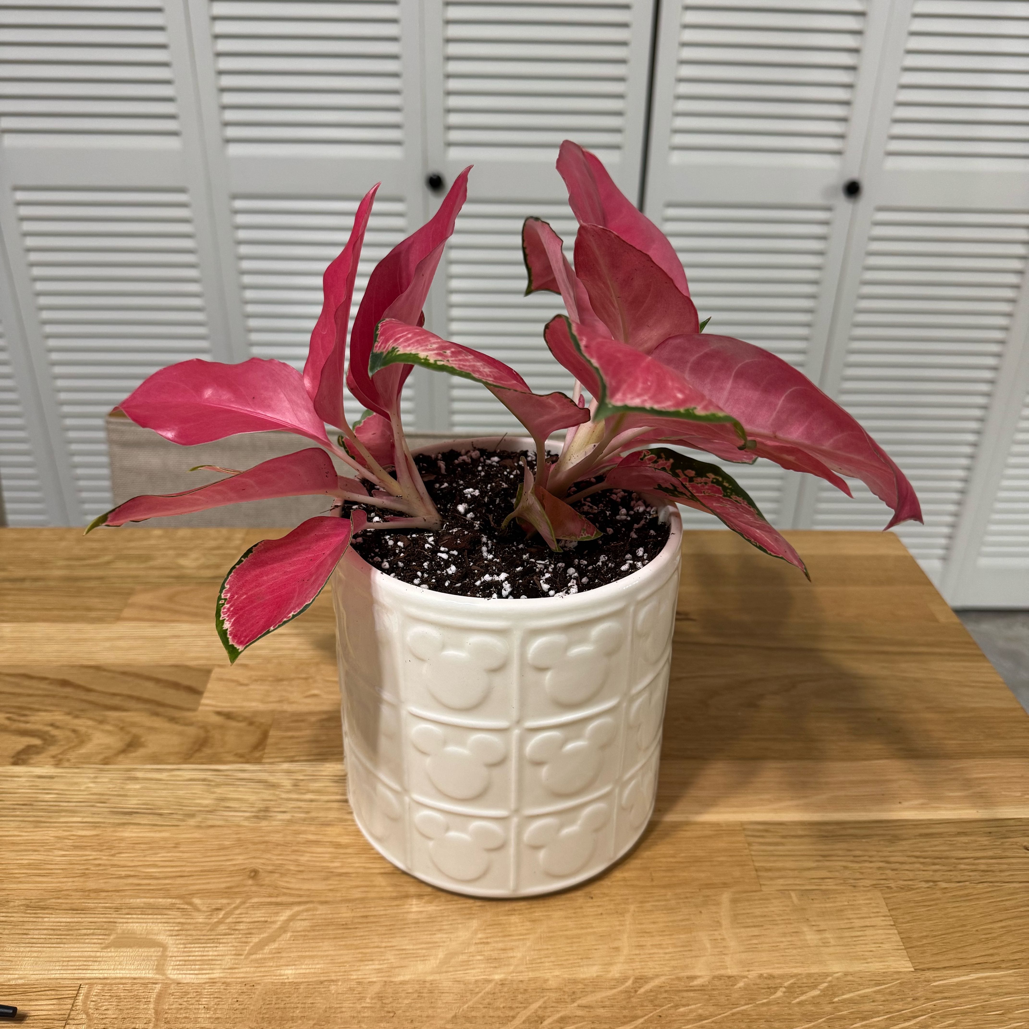 Photo of the plant species Red King by @ModelLatetulip named Morgan Treeman on Greg, the plant care app