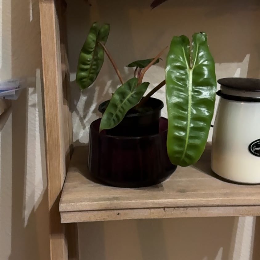 Photo of the plant species Billietiae by @ZestyKalopanax named Kendall on Greg, the plant care app