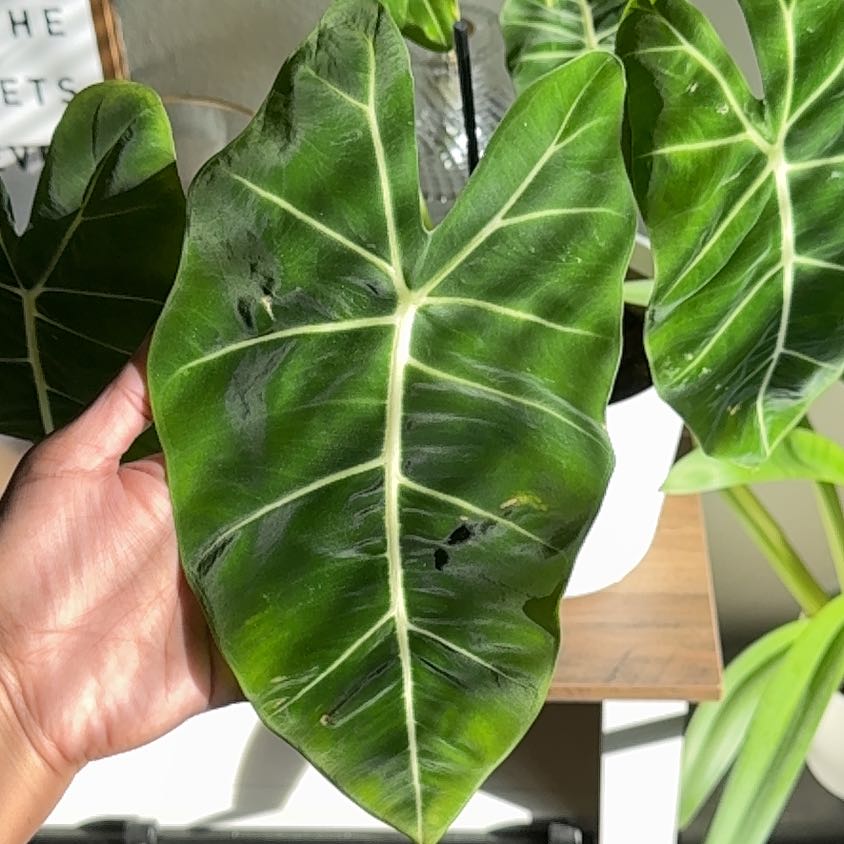 Photo of the plant species Alocasia Frydek by @ZestyKalopanax named Kardashian on Greg, the plant care app