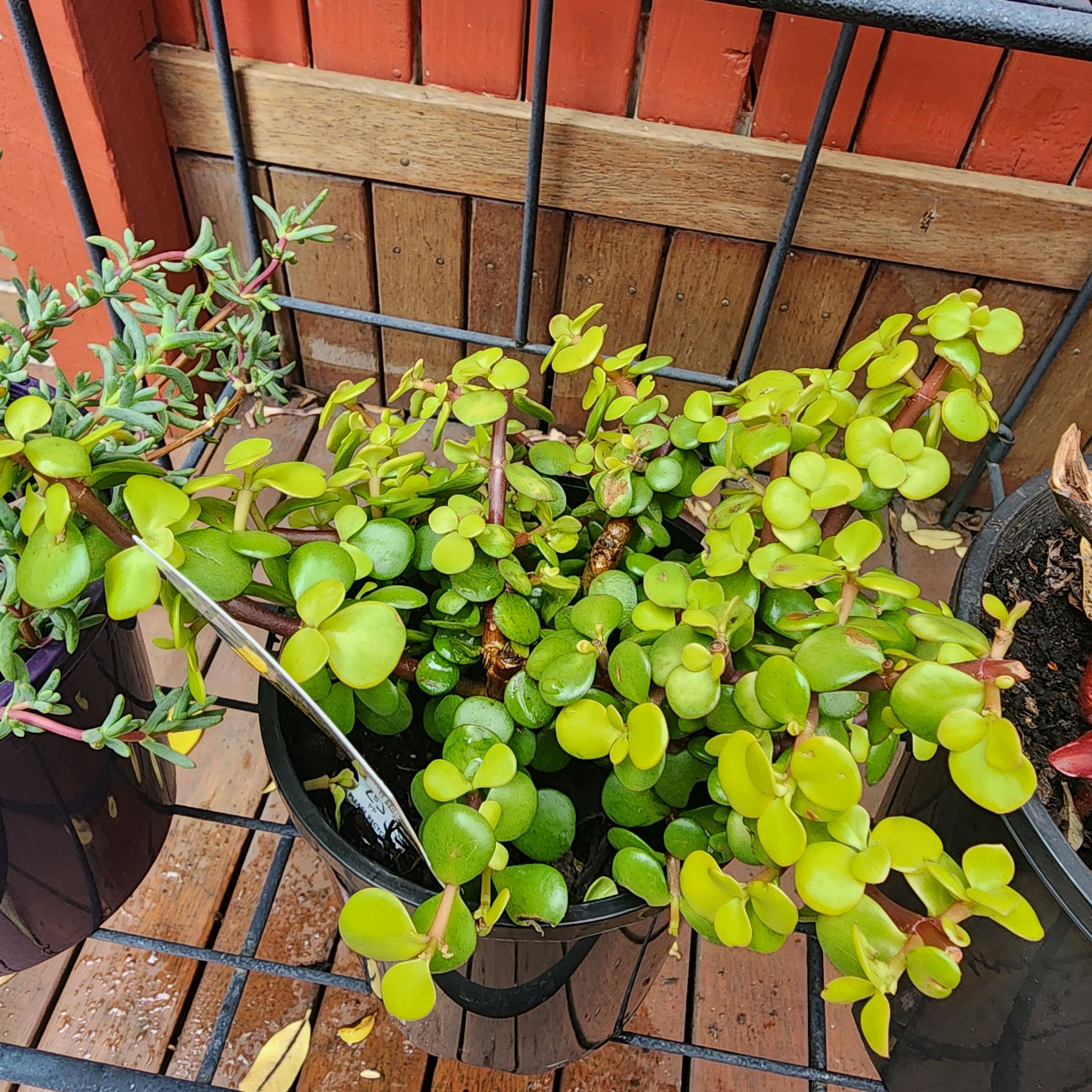 Photo of the plant species Portulacaria afra 'Aurea' by @LadyFuria named Curie on Greg, the plant care app