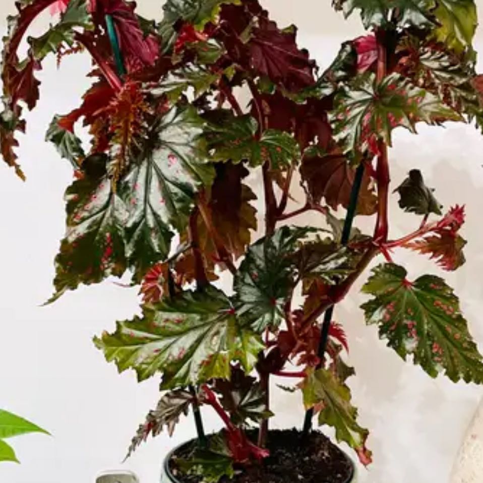 Photo of the plant species Begonia serratipetala by @Greenhellebore named Pink dude on Greg, the plant care app