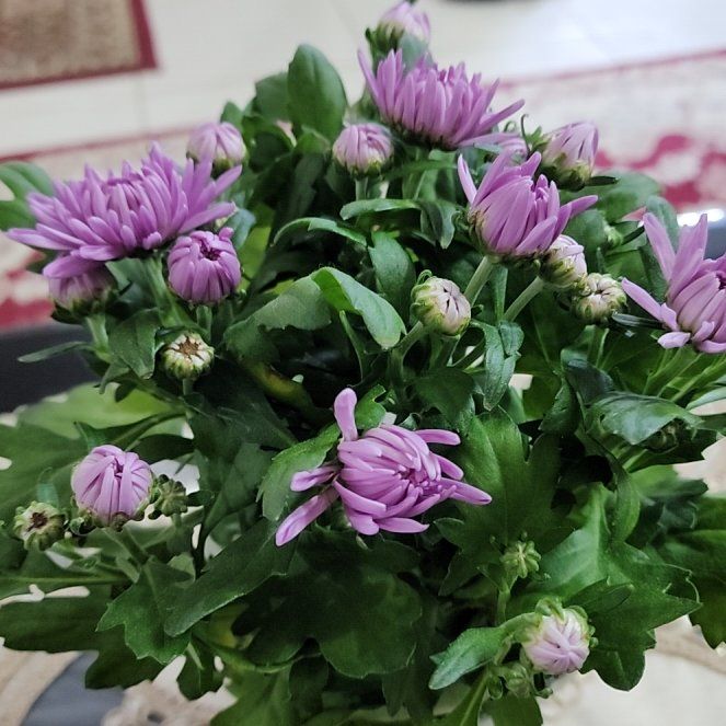 Photo of the plant species Callistephus by @YokeLippia85 named Kylie on Greg, the plant care app
