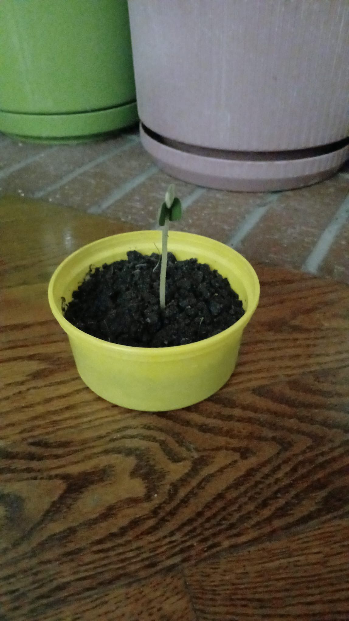 Photo of the plant species Soybean 'Envy' by @HotPoppyanemone named Beyonce on Greg, the plant care app