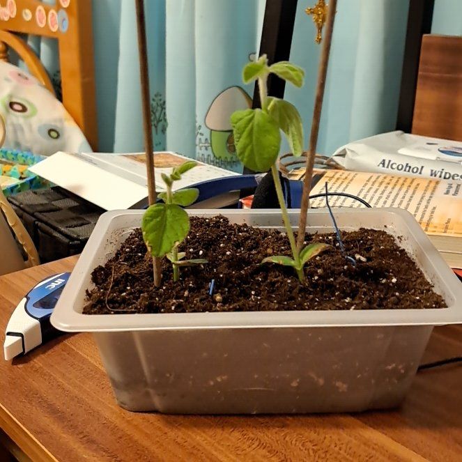Photo of the plant species Soybean 'Elvir' by @HotPoppyanemone named Tupot amaroot on Greg, the plant care app