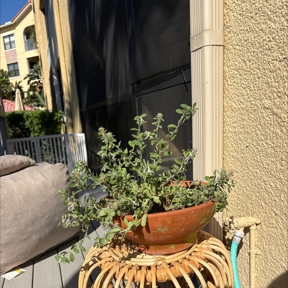 Photo of the plant species Beach Bum Blue by @flowerfairy named Pippa on Greg, the plant care app