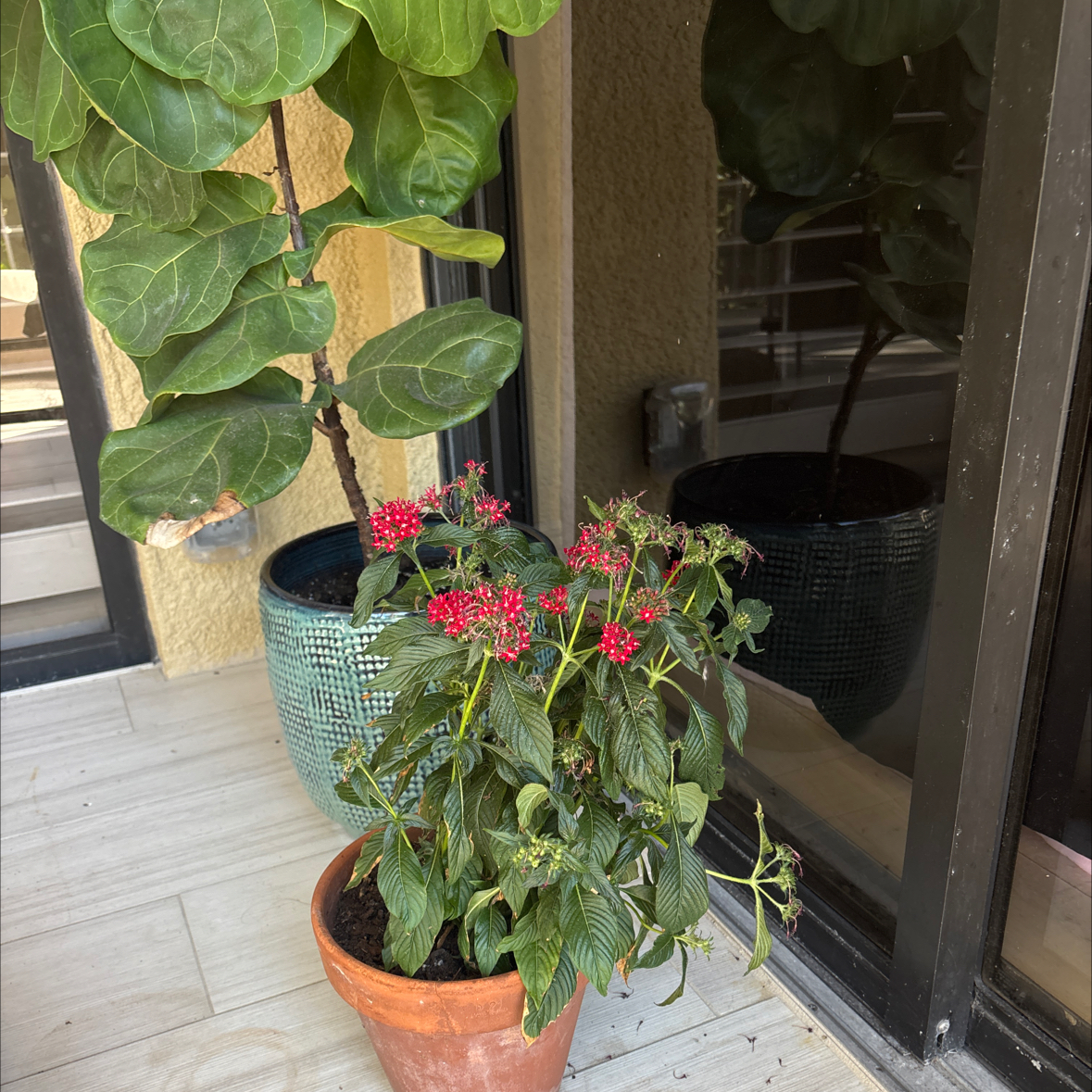 Photo of the plant species Pentas by @flowerfairy named Lola on Greg, the plant care app