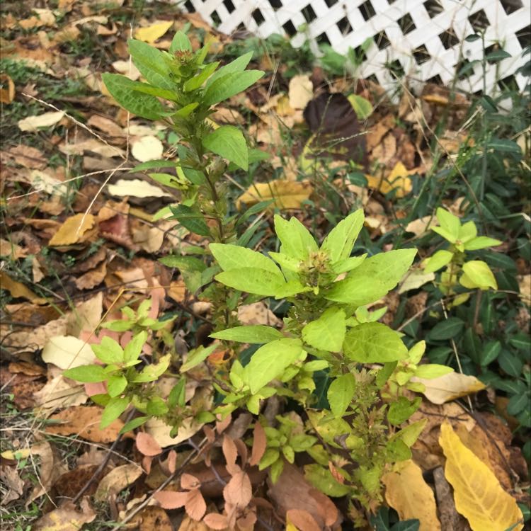 Photo of the plant species Acalypha Rhomboidea by Junior named Unknown on Greg, the plant care app