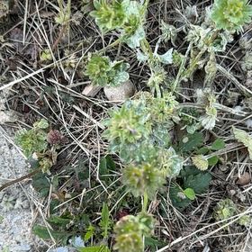 Photo of the plant species Henbit Dead-Nettle by @NeatGreywillow named Gaga on Greg, the plant care app