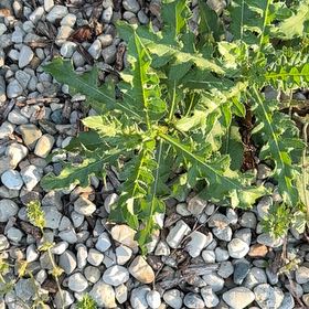 Photo of the plant species London Rocket by @NeatGreywillow named Ulysses S Plant on Greg, the plant care app