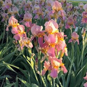 Photo of the plant species Dalmatian Iris by @NeatGreywillow named Emerson on Greg, the plant care app