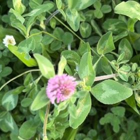Photo of the plant species Red Clover by @NeatGreywillow named Gomez on Greg, the plant care app