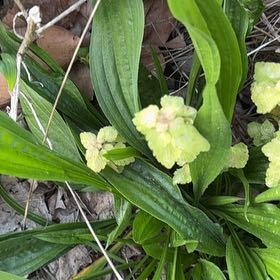 Photo of the plant species Oxlip by @NeatGreywillow named Mollie on Greg, the plant care app