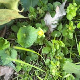 Photo of the plant species Ficaria verna by @NeatGreywillow named Lola on Greg, the plant care app