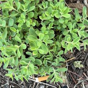 Photo of the plant species Sea Campion by @NeatGreywillow named Willow on Greg, the plant care app