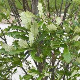 Photo of the plant species Swamp White Oak by @NeatGreywillow named Remington on Greg, the plant care app