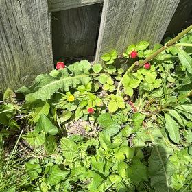 Photo of the plant species Mock Strawberry by @NeatGreywillow named Sonora on Greg, the plant care app
