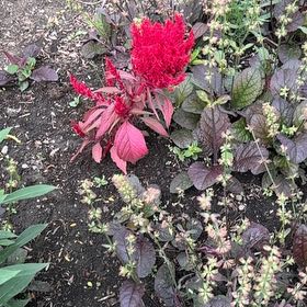 Photo of the plant species Amaranthus Cruentus by @NeatGreywillow named Gates on Greg, the plant care app