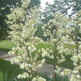 Photo of the plant species Adam's-Needle by @NeatGreywillow named Rosa on Greg, the plant care app
