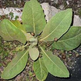 Photo of the plant species Mullein by @NeatGreywillow named Bodhi on Greg, the plant care app