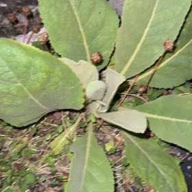 Photo of the plant species Mullein by @NeatGreywillow named Lavender on Greg, the plant care app
