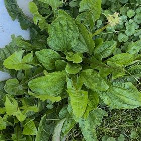 Photo of the plant species Broadleaf Plantain by @NeatGreywillow named Ronaldo on Greg, the plant care app