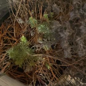 Photo of the plant species silver mound by @ManyDuskyonion named Homer on Greg, the plant care app