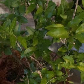 Photo of the plant species Mandarin orange by @ManyDuskyonion named Athena on Greg, the plant care app