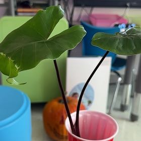 Photo of the plant species Alocasia 'Black Stem' by @RightlyTreeivy named Cleopatra on Greg, the plant care app