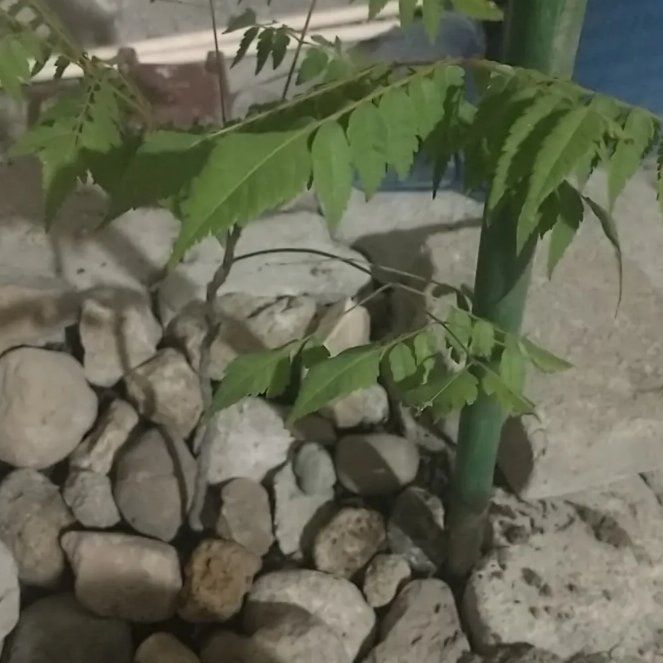 Photo of the plant species Koelreuteria bipinnata by @TryCretanbryony named Fernie Saunders on Greg, the plant care app