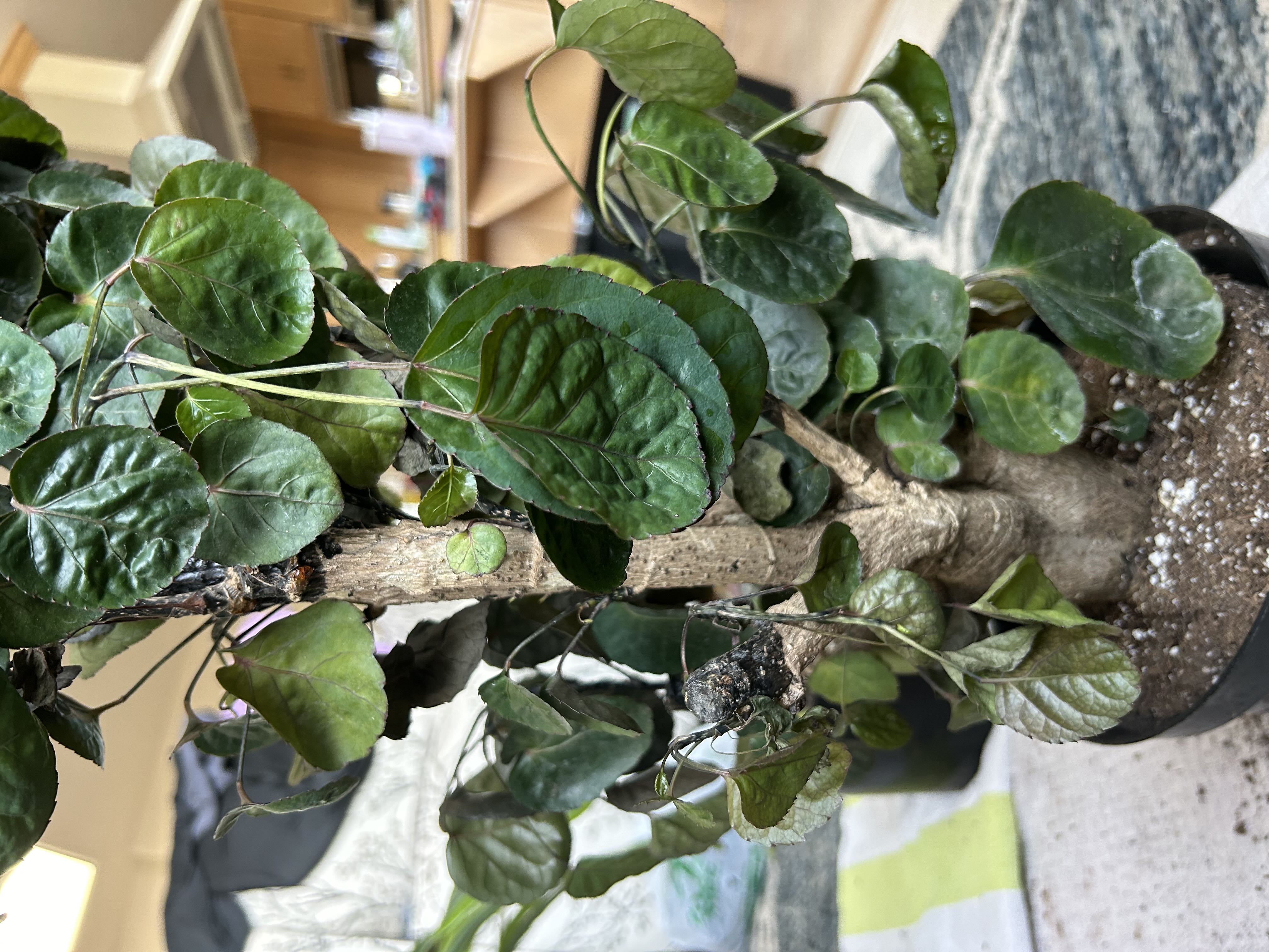Photo from the post
