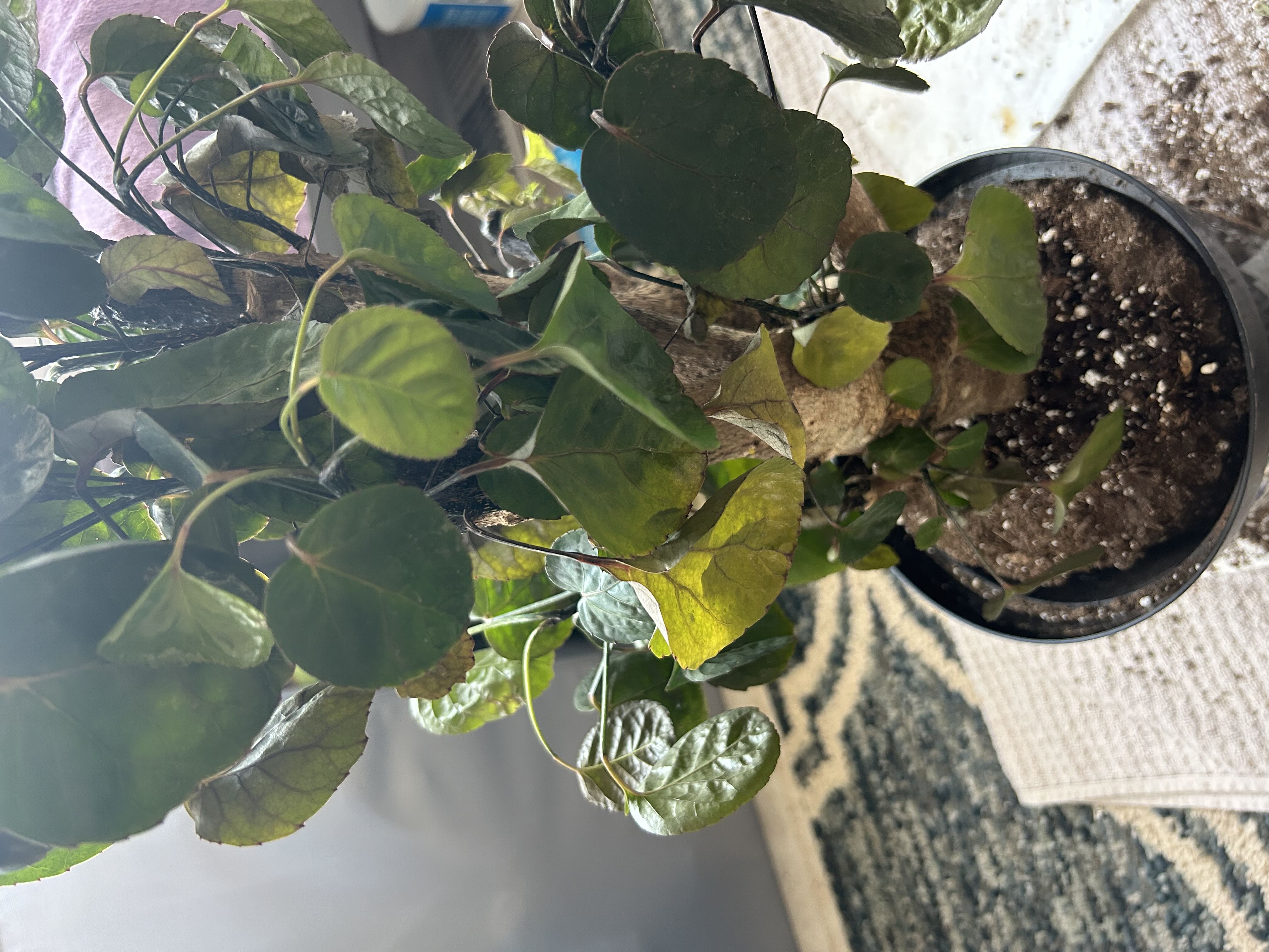 Photo from the post