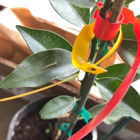 Photo of the plant species Meiwa Kumquat Tree by @CalmJerseyfern named Denali on Greg, the plant care app