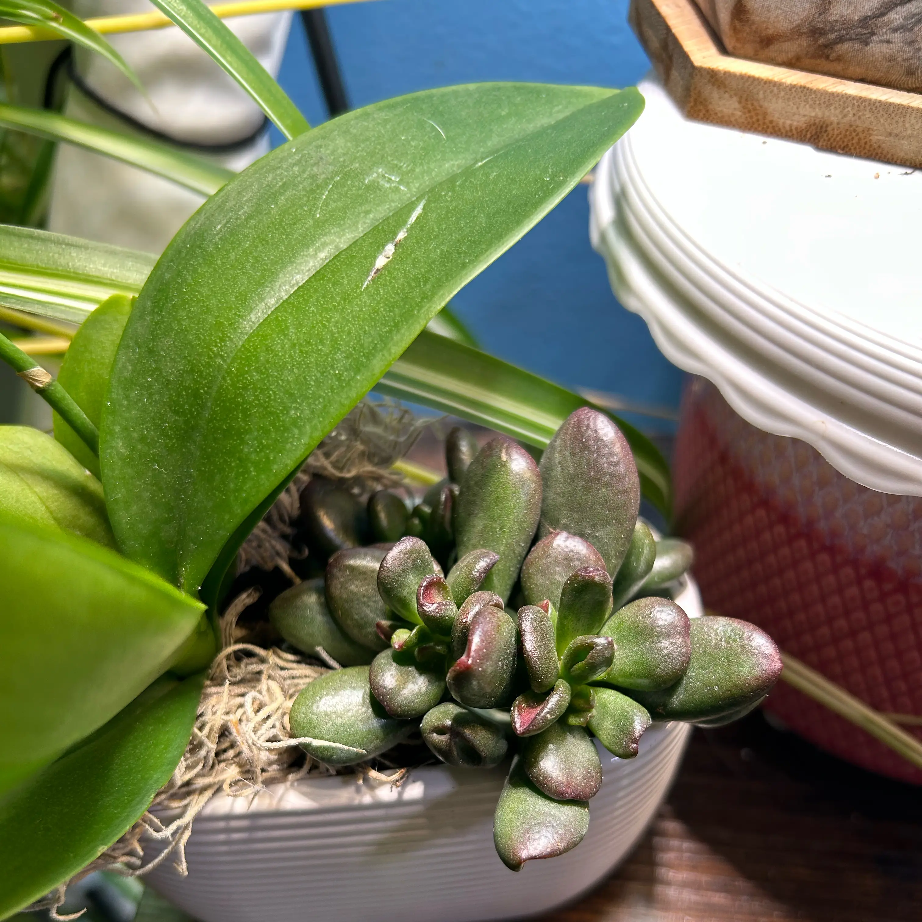 Photo of the plant species Hobbit Jade by @RulerTaromojito named Pippin on Greg, the plant care app