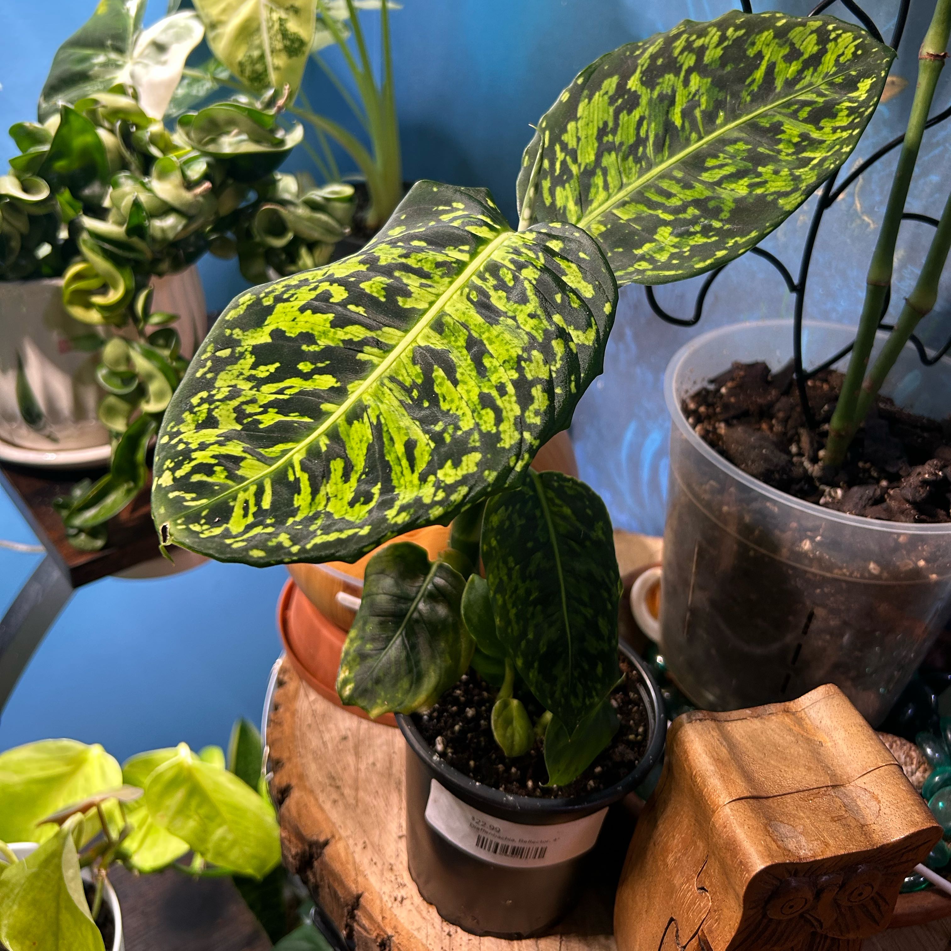 Photo of the plant species Dumb Cane 'Reflector' by @RulerTaromojito named Max on Greg, the plant care app
