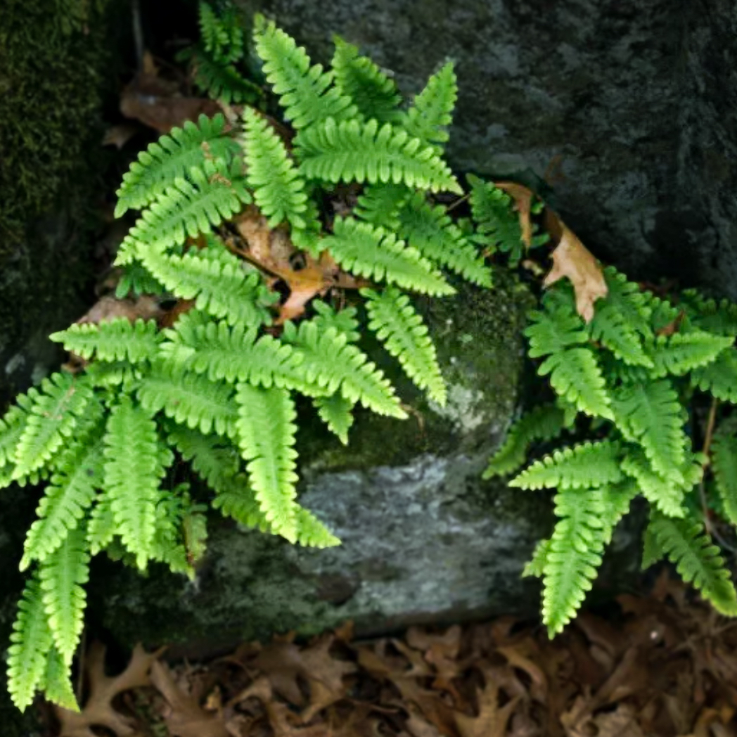 Photo of the plant species Rock Polypody by @MW_Kaktushaus named Sigmund on Greg, the plant care app