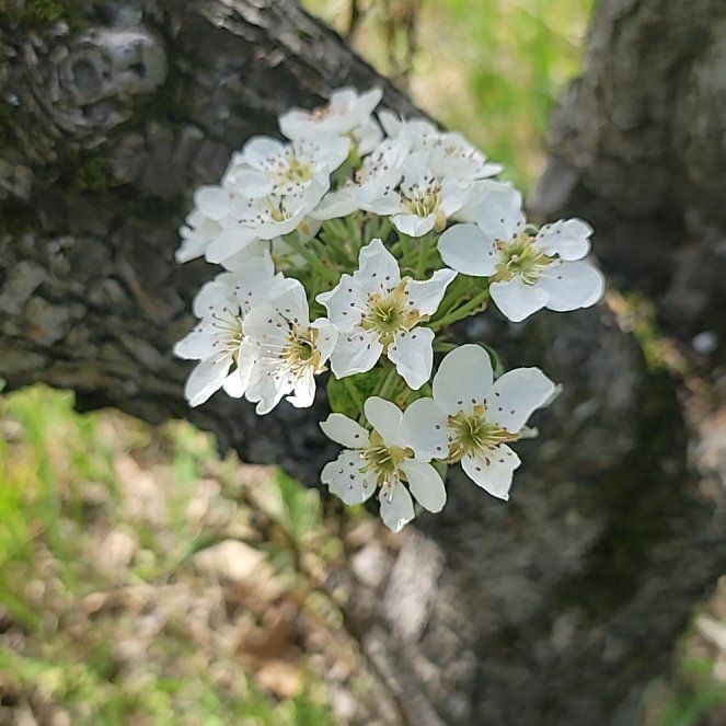 Photo of the plant species Common Plum by @ClearIngaedulis named da Vinci on Greg, the plant care app