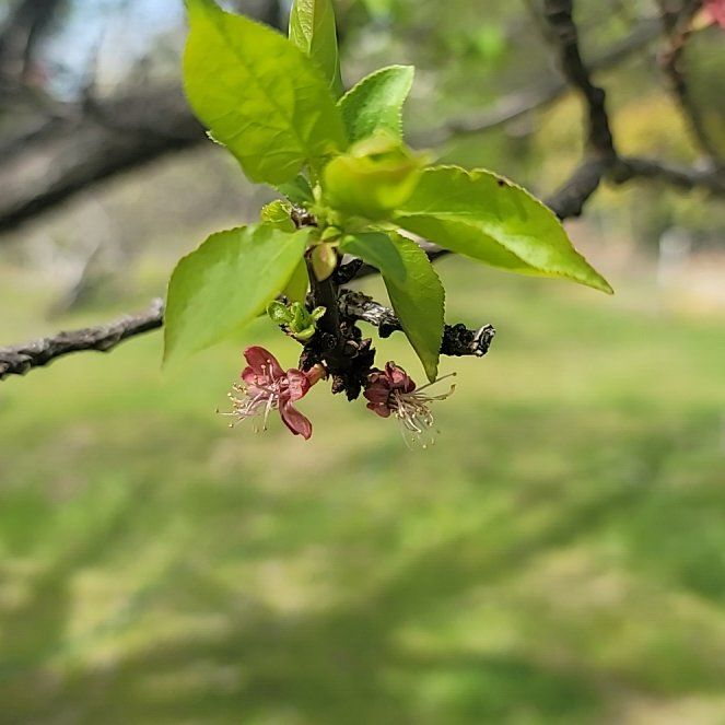 Photo of the plant species Barbados Cherry by @ClearIngaedulis named Sahara on Greg, the plant care app