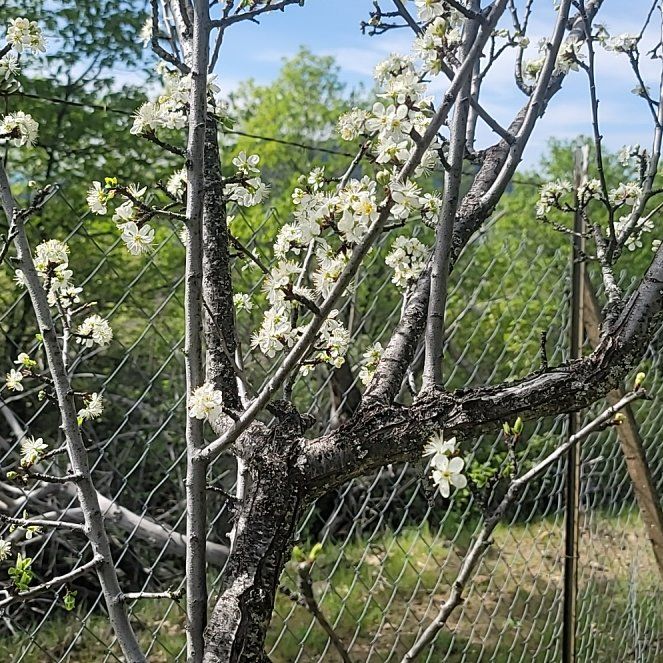 Photo of the plant species American Plum by @ClearIngaedulis named Daphne on Greg, the plant care app